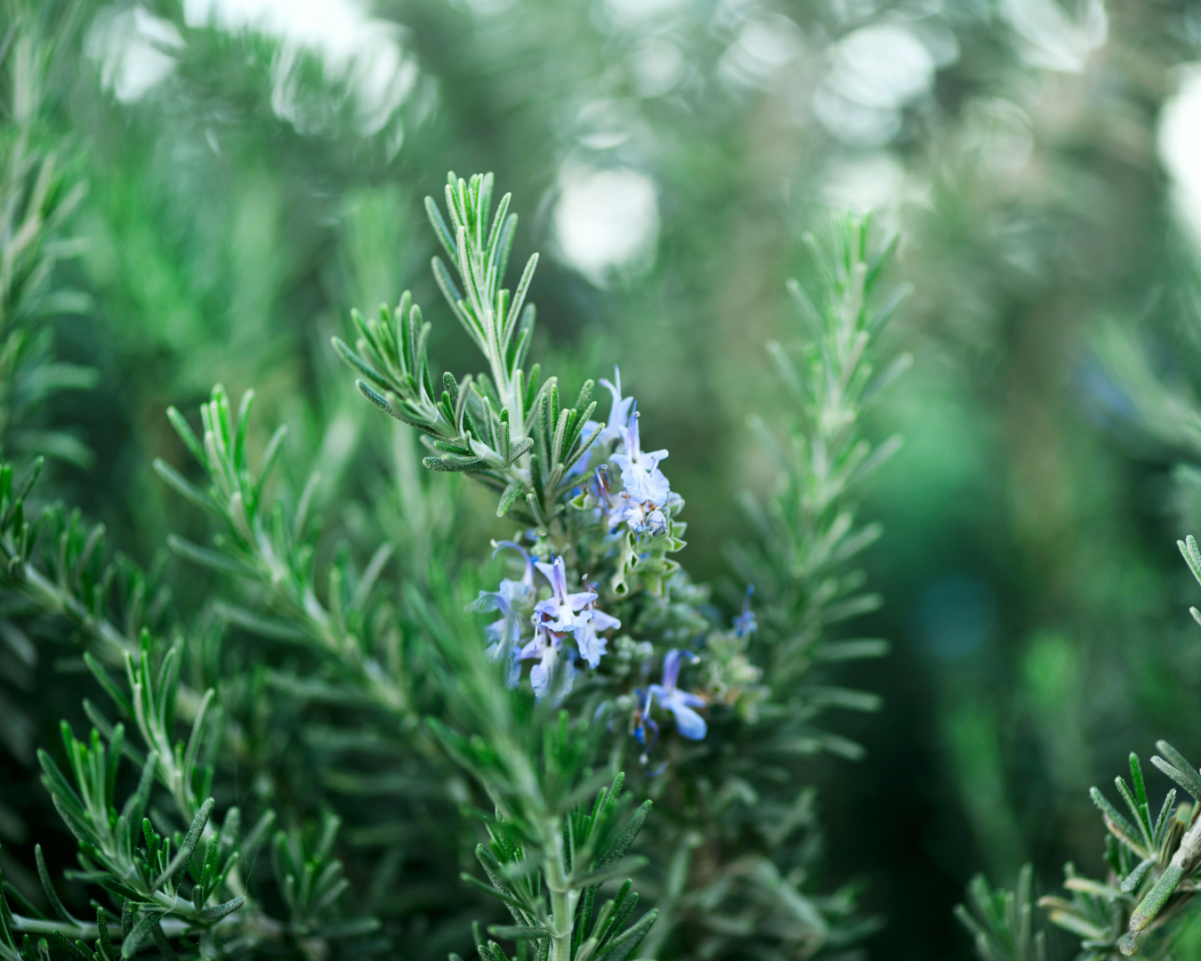 Organic Rosemary Oil plant for hair